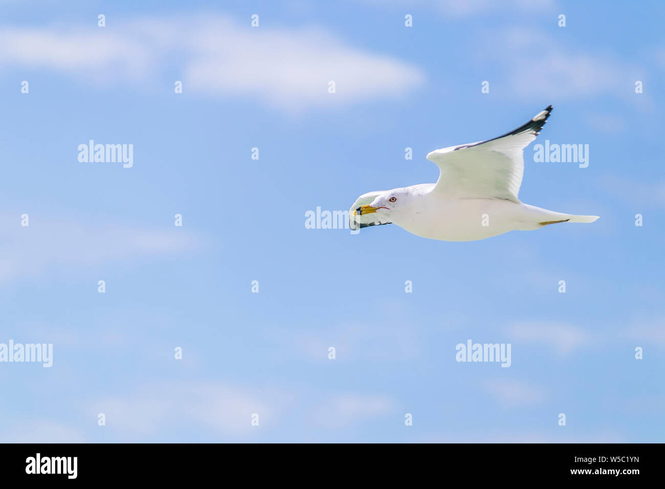 Les oiseaux de mer à la plage Banque D'Images