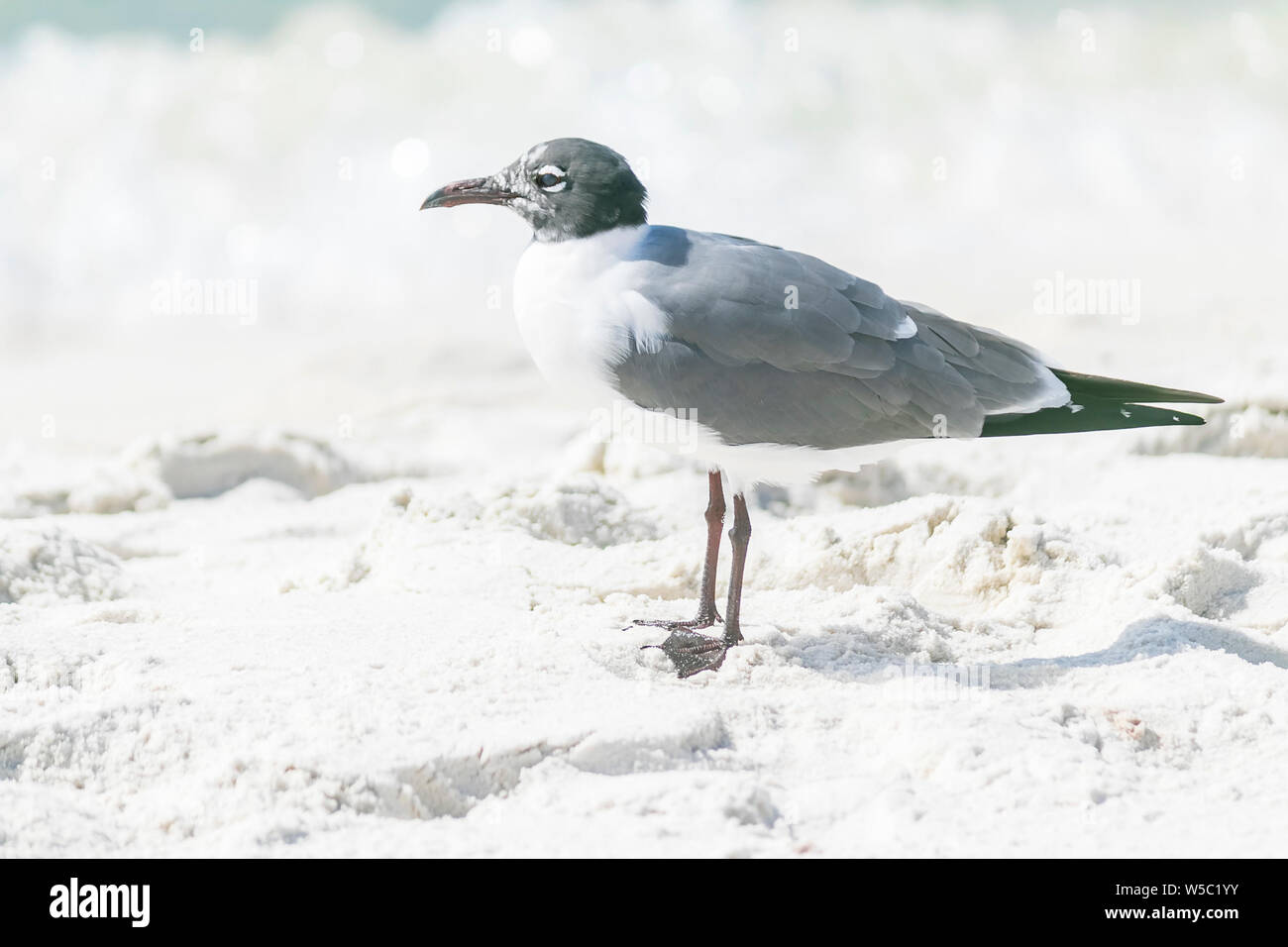 Les oiseaux de mer à la plage Banque D'Images