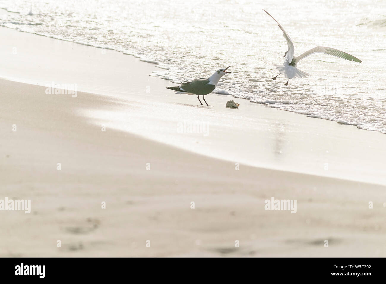 Les oiseaux de mer à la plage Banque D'Images