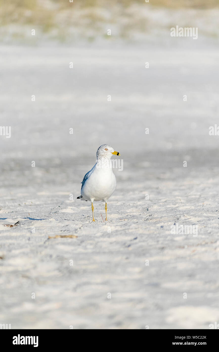 Les oiseaux de mer à la plage Banque D'Images