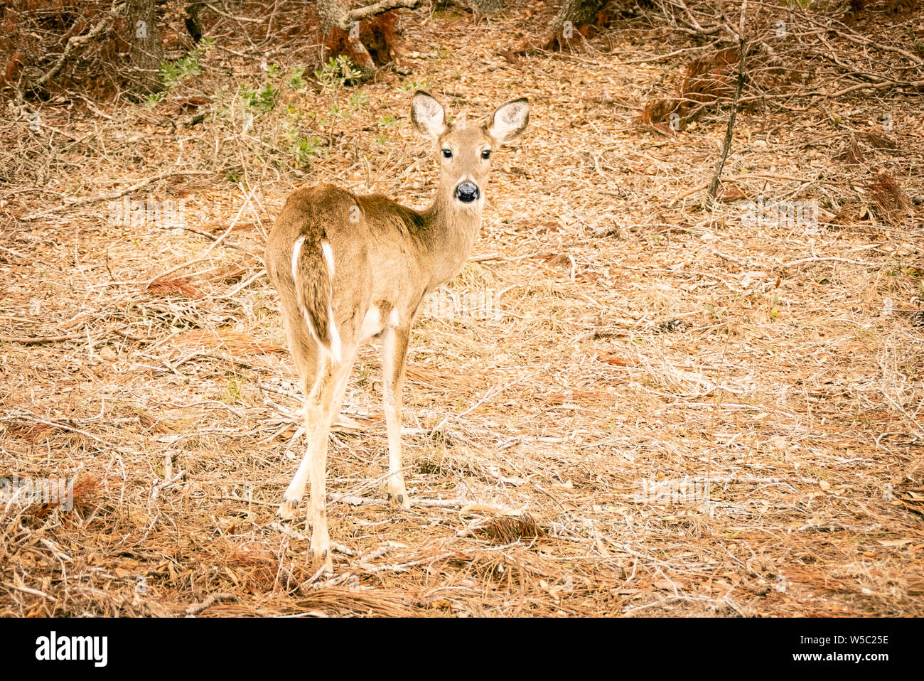 Bebe Chevreuil Dans La Nature Photo Stock Alamy