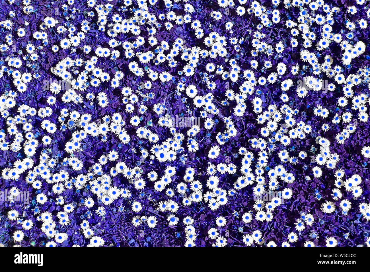 Abstract background image créée par la manipulation de la couleur artificielle un patch de tribunes dans une pelouse avec des fleurs daisy blanc chefs points bleus & grass UK Banque D'Images