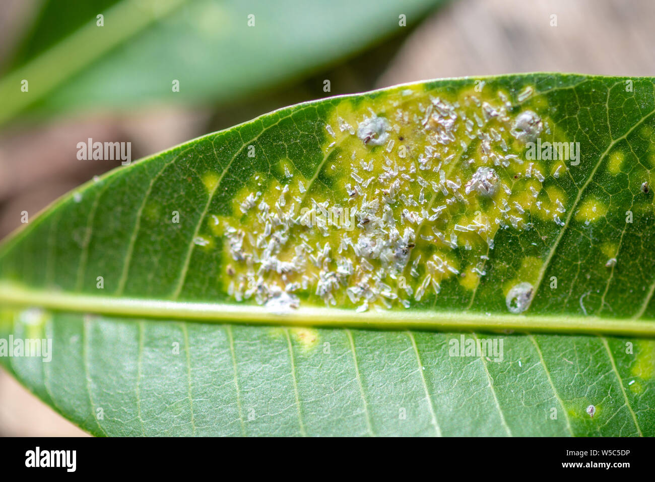 Visites de terrain près de Debre Berhan avec Ray Weil et Kate Tully . Debre Berhan, Ethiopie Banque D'Images