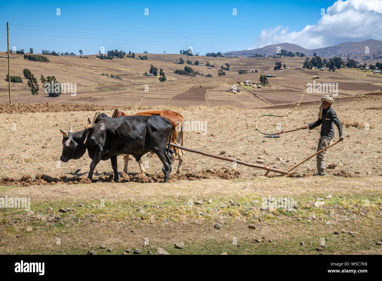 Un agriculteur éthiopien utilise une charrue tirée du bétail pour s'occuper de ses champs, Debre Berhan, Éthiopie. Banque D'Images