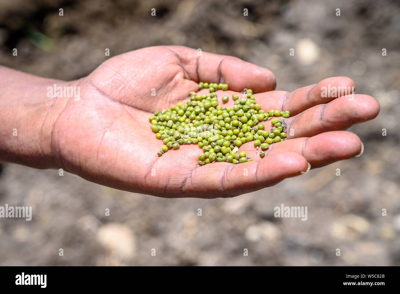 Visites de terrain près de Debre Berhan avec Ray Weil et Kate Tully . Debre Berhan, Ethiopie Banque D'Images