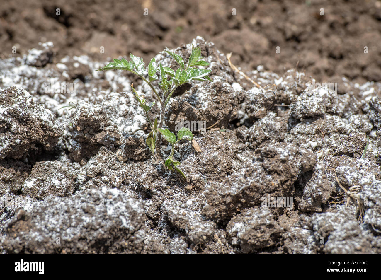 Une poudre blanche sur les plantes en croissance, Debre Berhan, Éthiopie. Banque D'Images