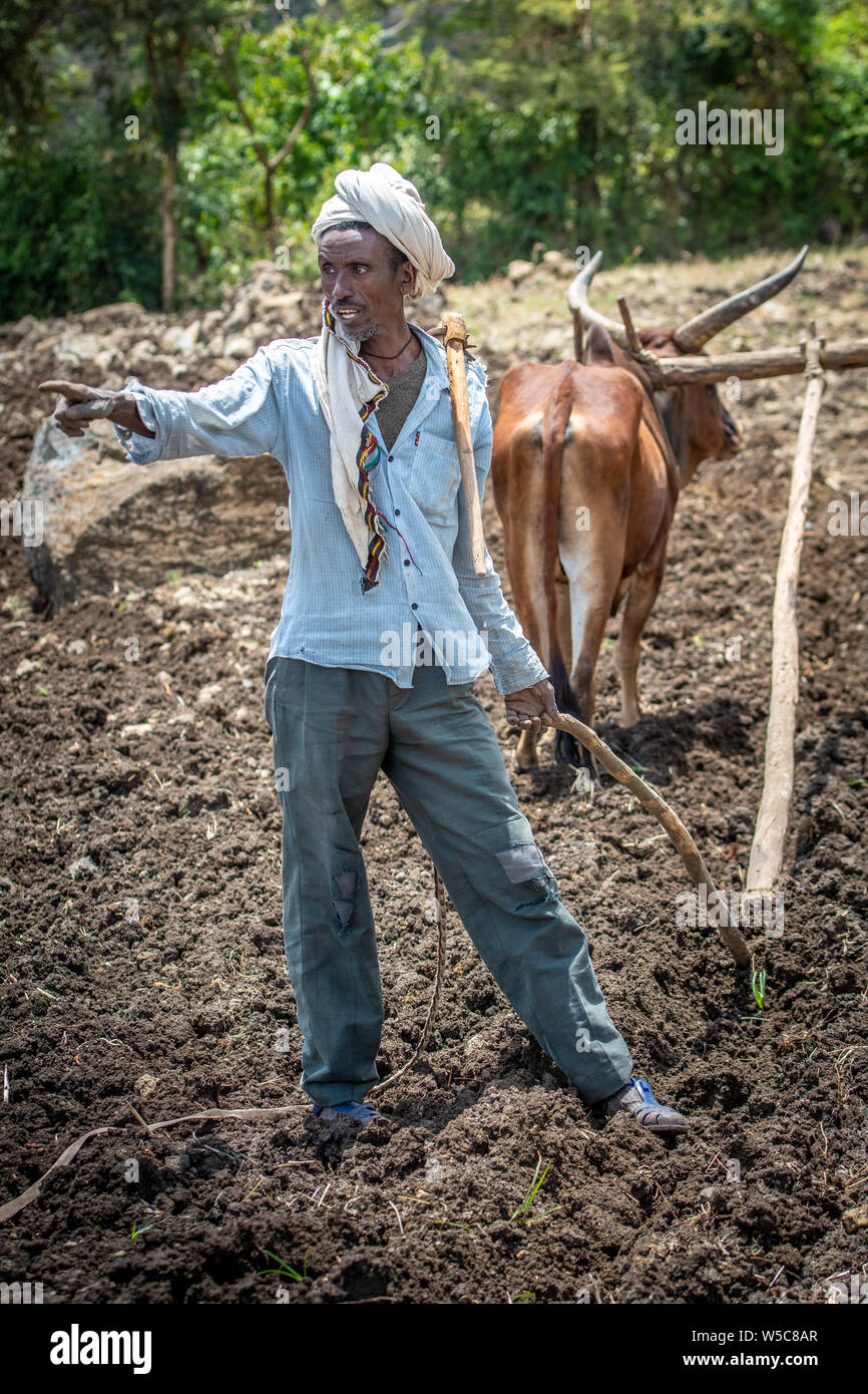 Un agriculteur Ethiopien soulignant dans ses champs, Debre Berhan, Éthiopie. Banque D'Images