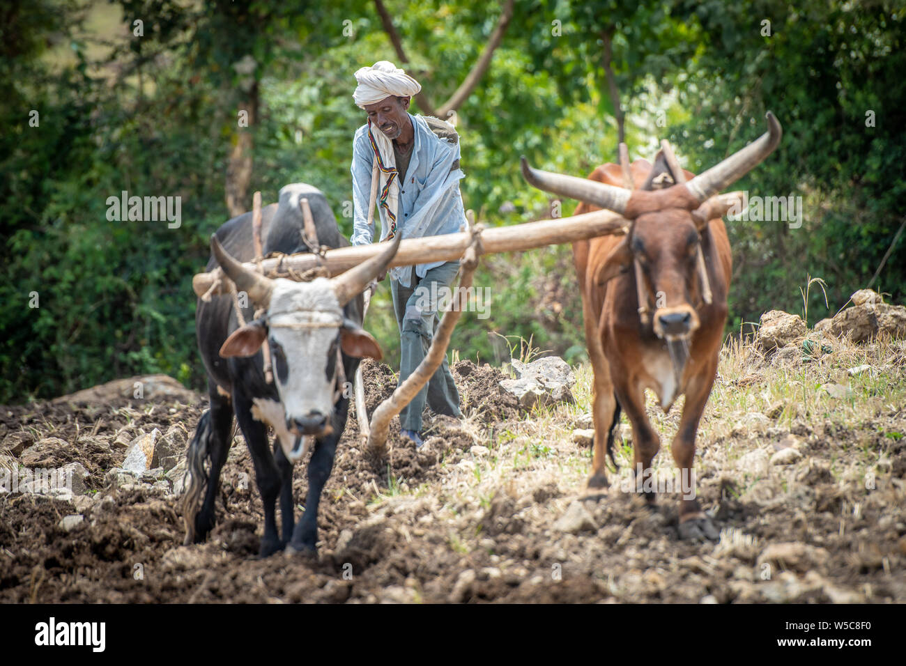Un agriculteur éthiopien utilise une charrue tirée du bétail pour s'occuper de ses champs, Debre Berhan, Éthiopie. Banque D'Images
