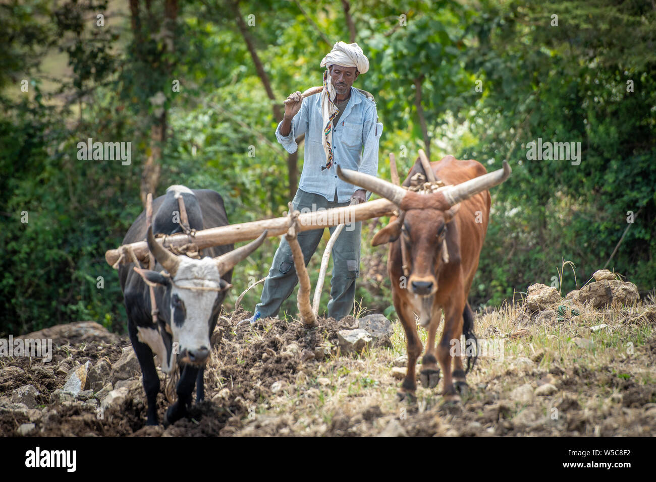 Un agriculteur éthiopien utilise une charrue tirée du bétail pour s'occuper de ses champs, Debre Berhan, Éthiopie. Banque D'Images