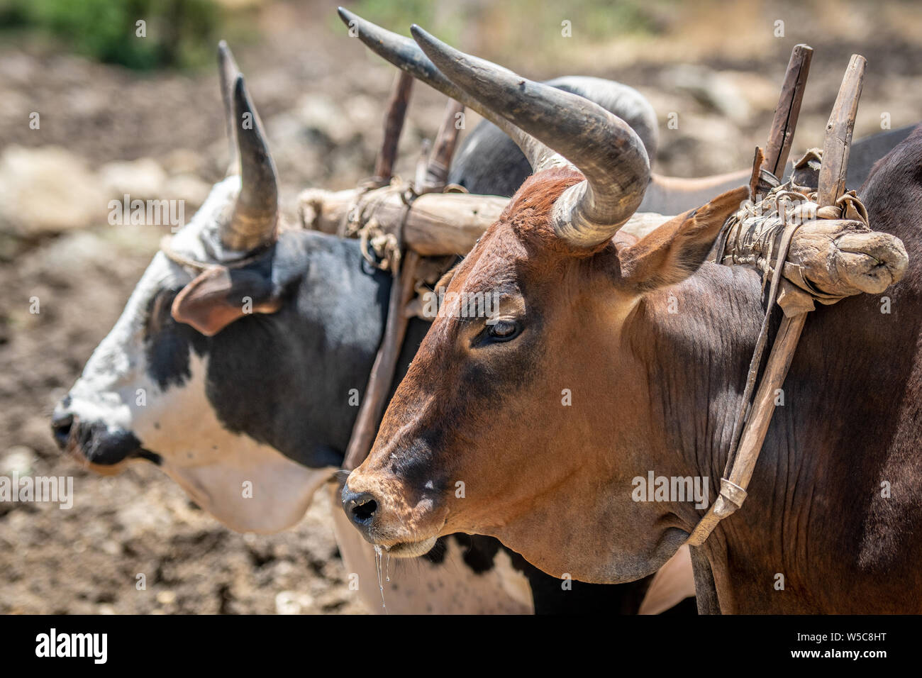 Le bétail est utilisé pour tirer une charrue, Debre Berhan, Éthiopie. Banque D'Images