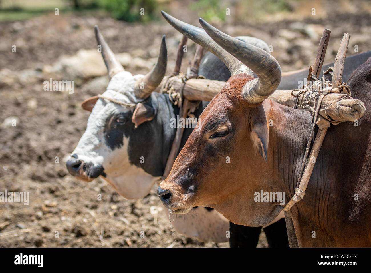 Le bétail est utilisé pour tirer une charrue, Debre Berhan, Éthiopie. Banque D'Images