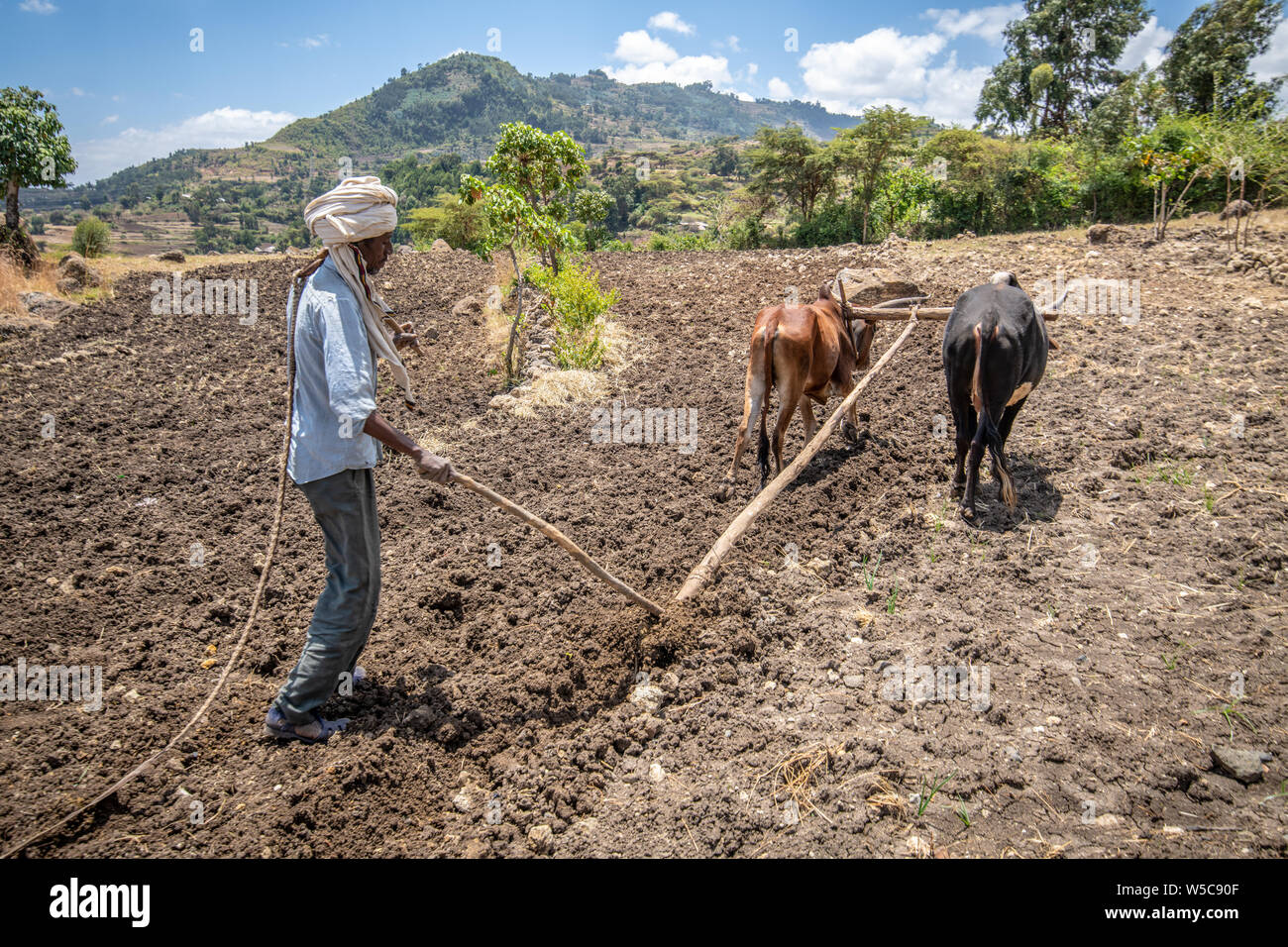 Un agriculteur éthiopien utilise une charrue tirée du bétail pour s'occuper de ses champs, Debre Berhan, Éthiopie. Banque D'Images