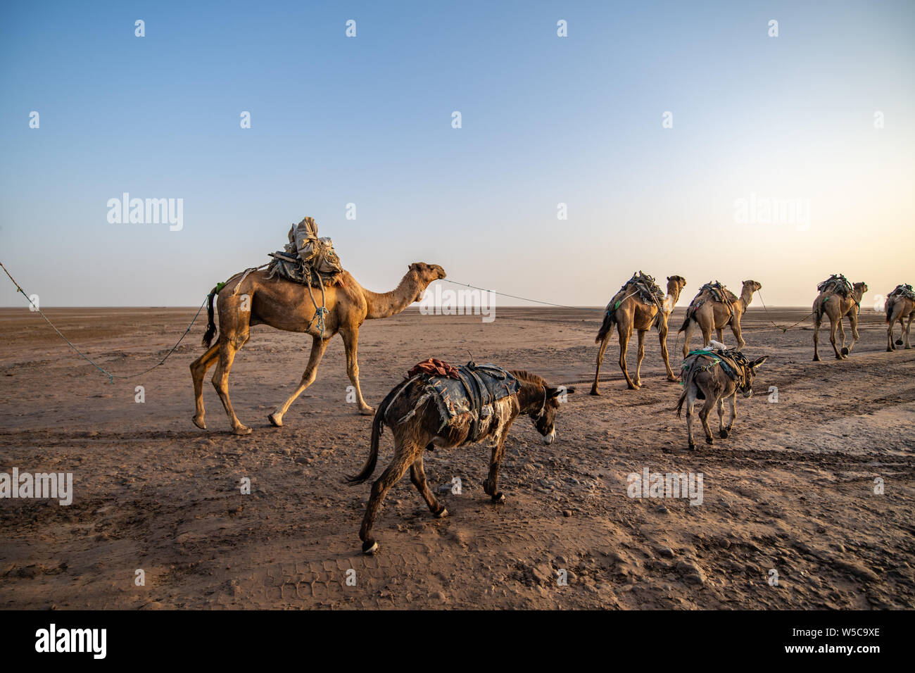 Une caravane de chameaux (Camelus) et les ânes (Equus asinus × Equus caballus) dans la dépression Danakil , Éthiopie Banque D'Images