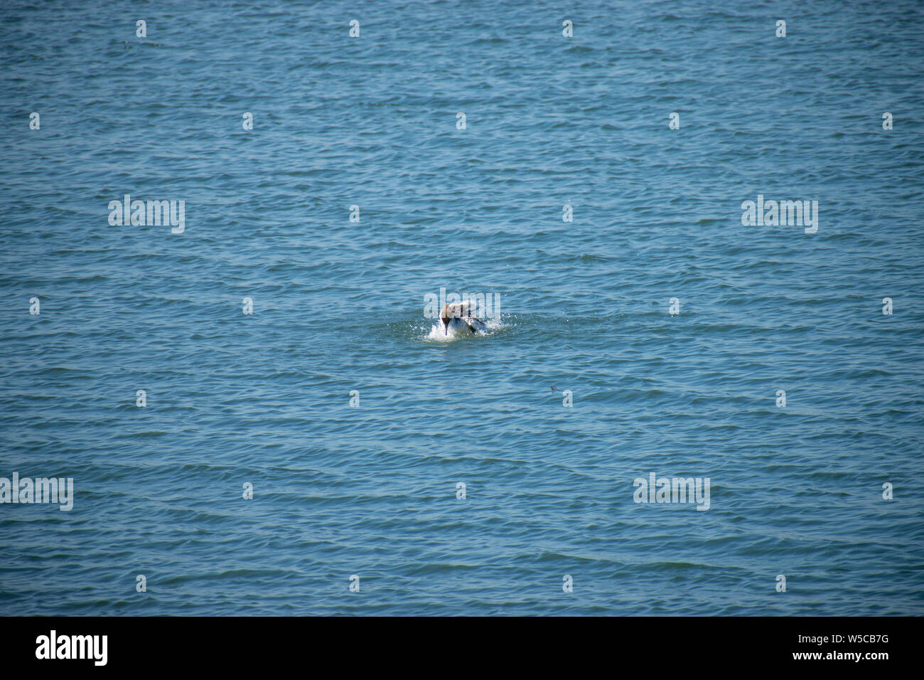Grand Harle Cute bird jouant dans l'eau - Lac Morii (Lacul Morii), BUCAREST , ROUMANIE Banque D'Images
