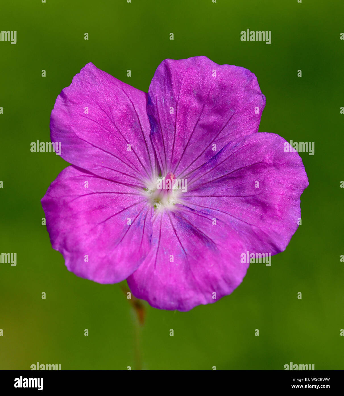 Blutstorchschnabel, Geranium sanguineum, Banque D'Images