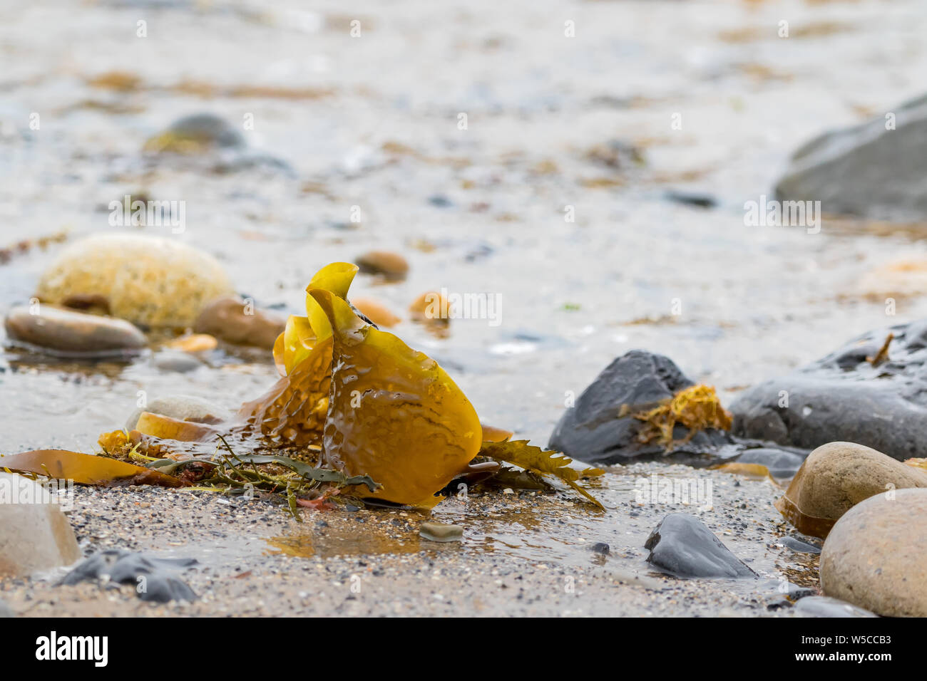 Des algues sur la côte, près de l'océan Atlantique, capturé en Irlande. Banque D'Images