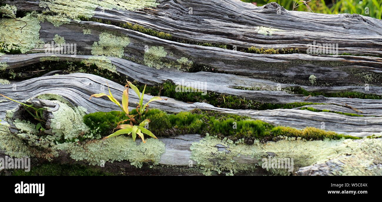 Les plantes qui poussent sur un arbre old weathered c'est maintenant sur le bois flotté côte Kapiti, NZ Banque D'Images