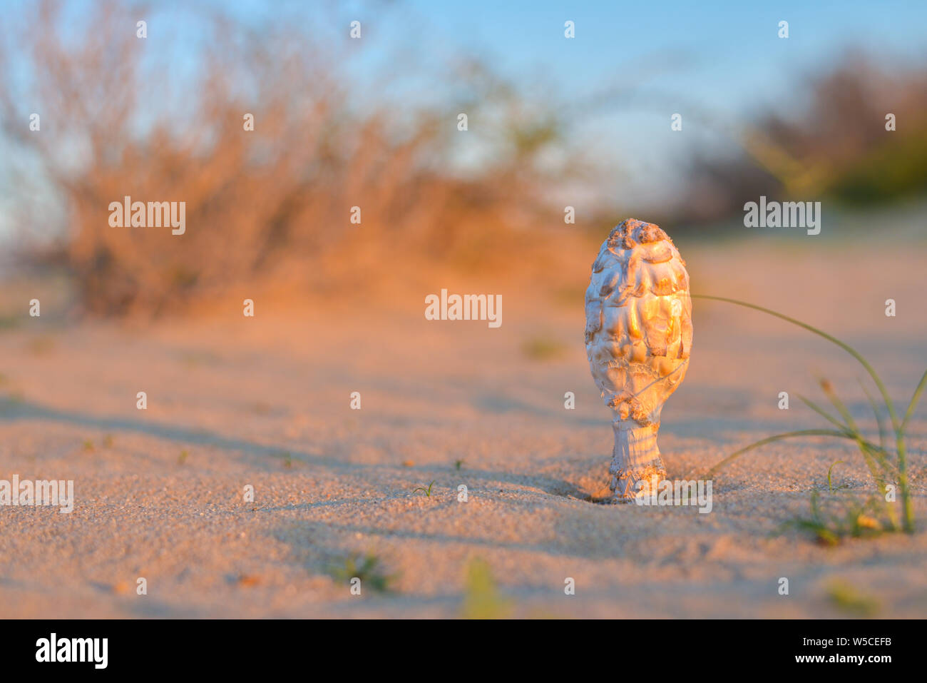En champignons sauvages du désert qatari, prises au coucher du soleil d'hiver Banque D'Images