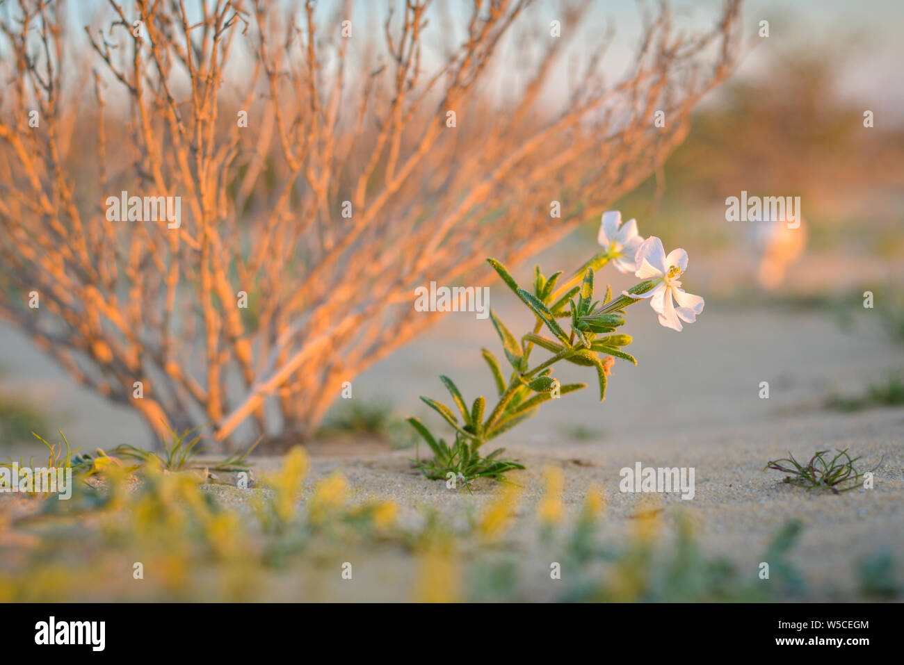 Avec Wild Flower (Silene) dans le désert qatari, prises au coucher du soleil d'hiver Banque D'Images