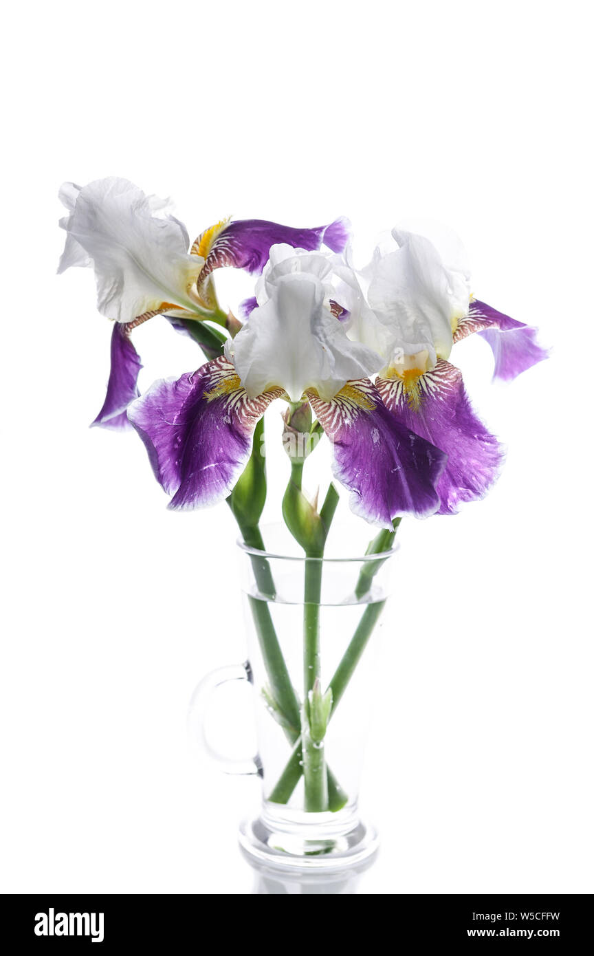 Bouquet de trois d'iris dans un vase en verre sur un fond blanc. Objet isolé. Shot verticale Banque D'Images
