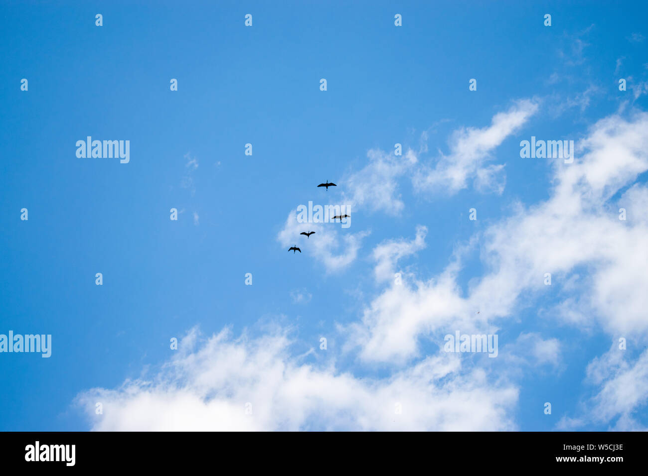 Ciel bleu avec quelques grues noir passant par en Roumanie Banque D'Images