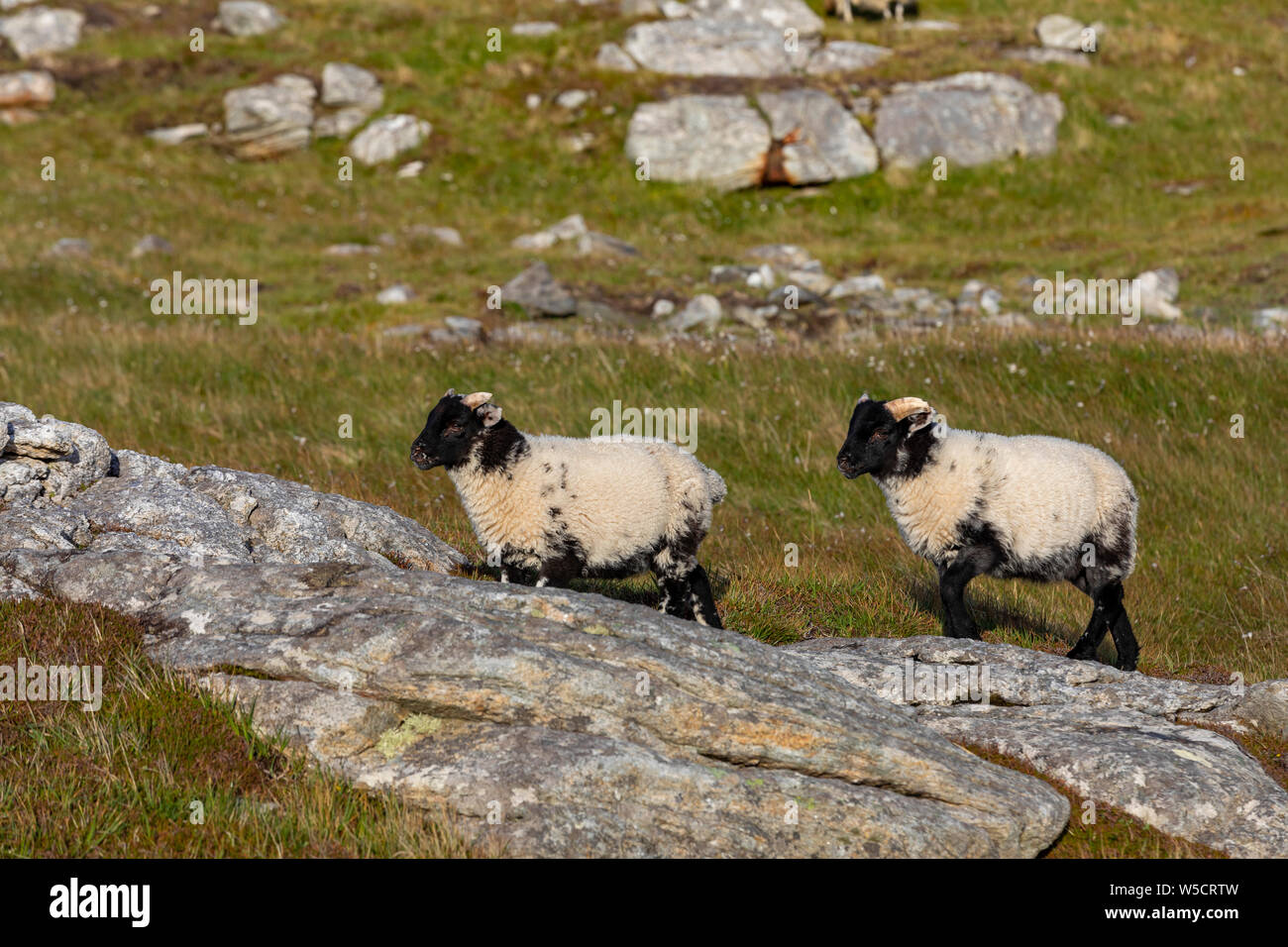 Mouton noir et blanc dans les Scottish Highland dans un rétroéclairage d'or Banque D'Images
