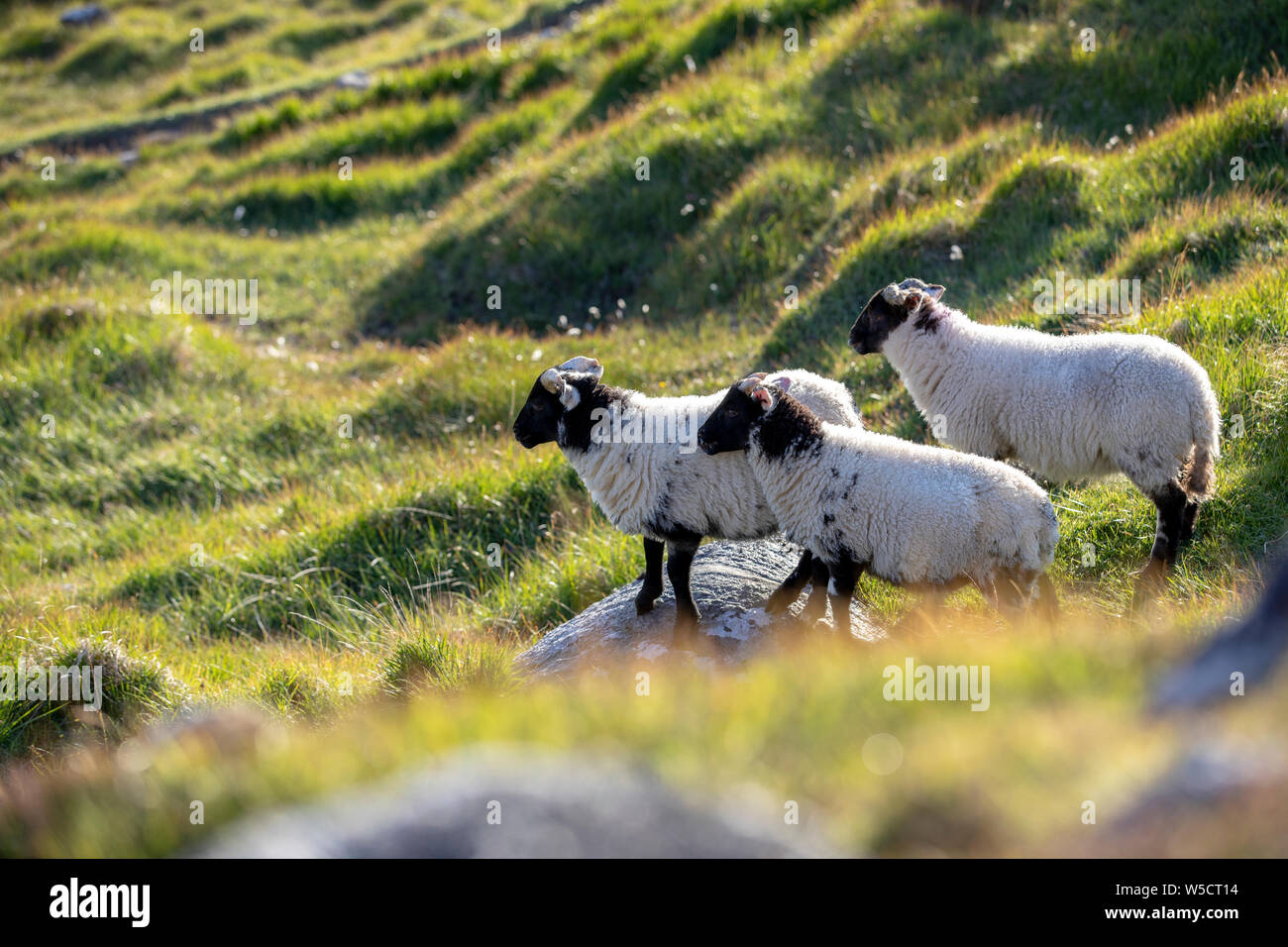 Mouton noir et blanc dans les Scottish Highland dans un rétroéclairage d'or Banque D'Images