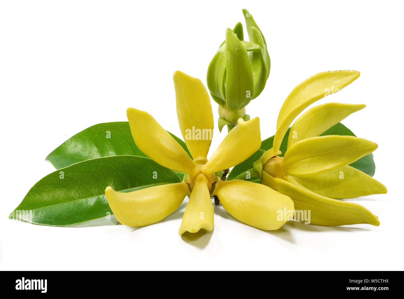 Fleur jaune fleur de Magnolia, champaca isolé sur fond blanc Banque D'Images