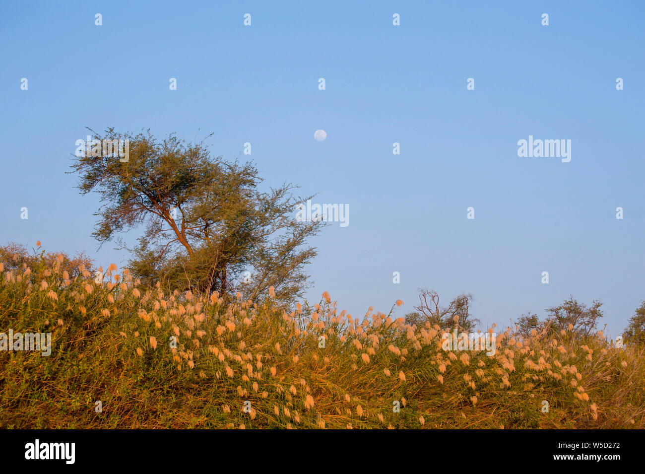 Lune se lève au-dessus de la rivière Kunene (rivière Cunene), la frontière entre l'Angola et la Namibie, sud-ouest de l'Afrique Banque D'Images