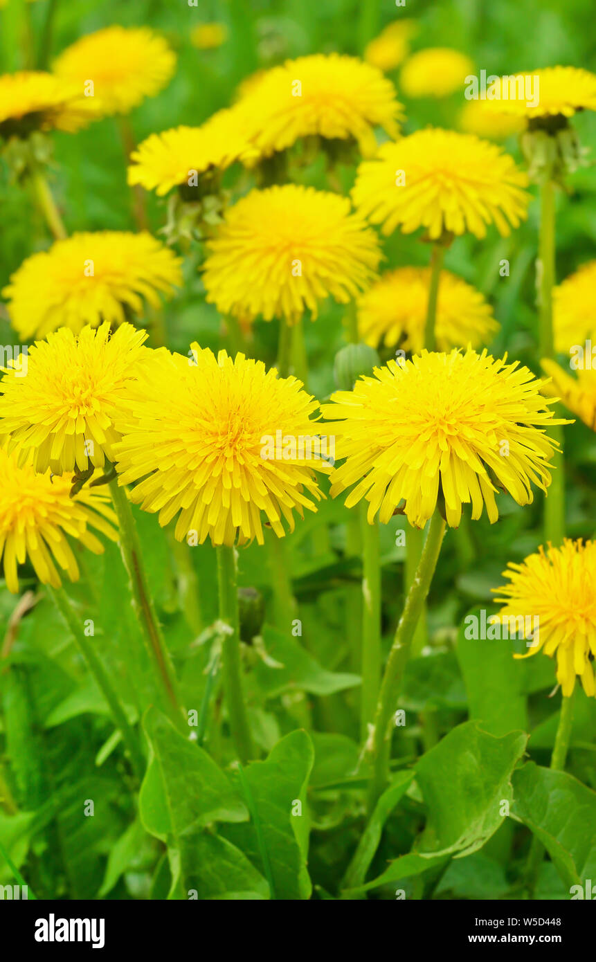 Fleurs de pissenlit sur un pré, selective focus Banque D'Images