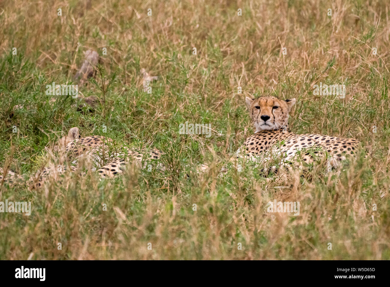 Les guépards et haletant au repos dans l'herbe. Photographiée au Parc National de Serengeti, Tanzanie Banque D'Images
