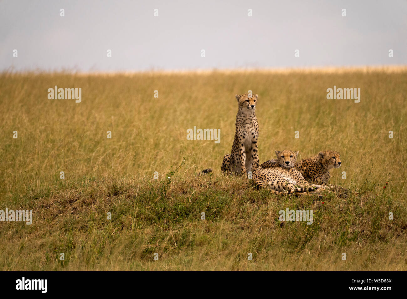 Le Guépard (Acinonyx jubatus) reposant dans l'herbe, un essaim de mouches la harceler Banque D'Images