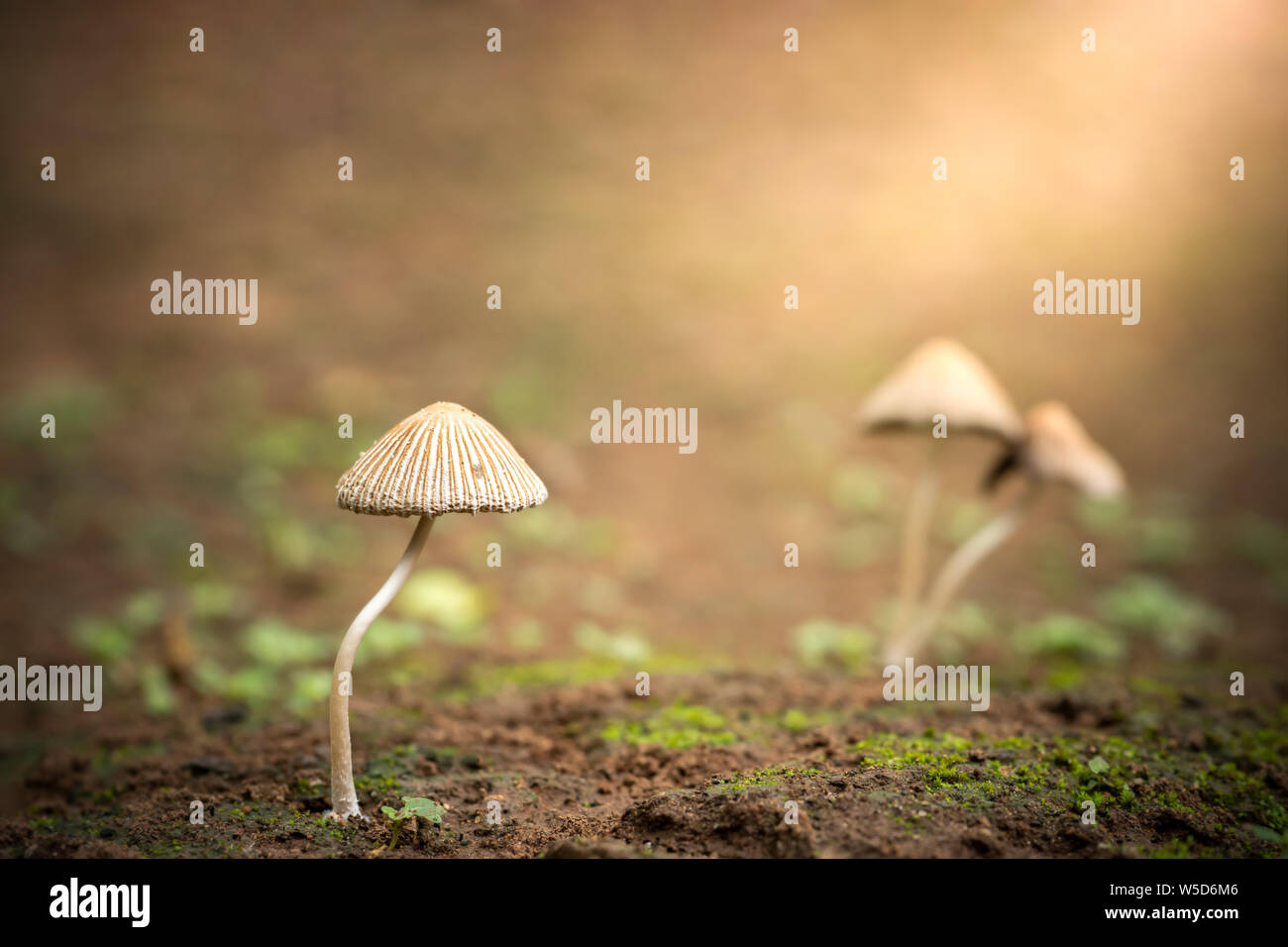 Champignons vénéneux et la lumière du soleil du matin dans la forêt tropicale. Concept de beau tueur. Banque D'Images