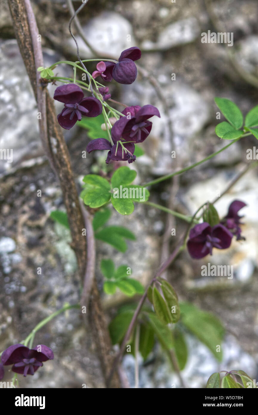 Akebia quinata, vigne chocolat Banque D'Images