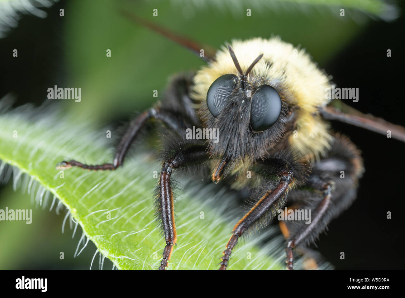 Robber Fly Bourdon imiter perché sur une feuille verte Banque D'Images