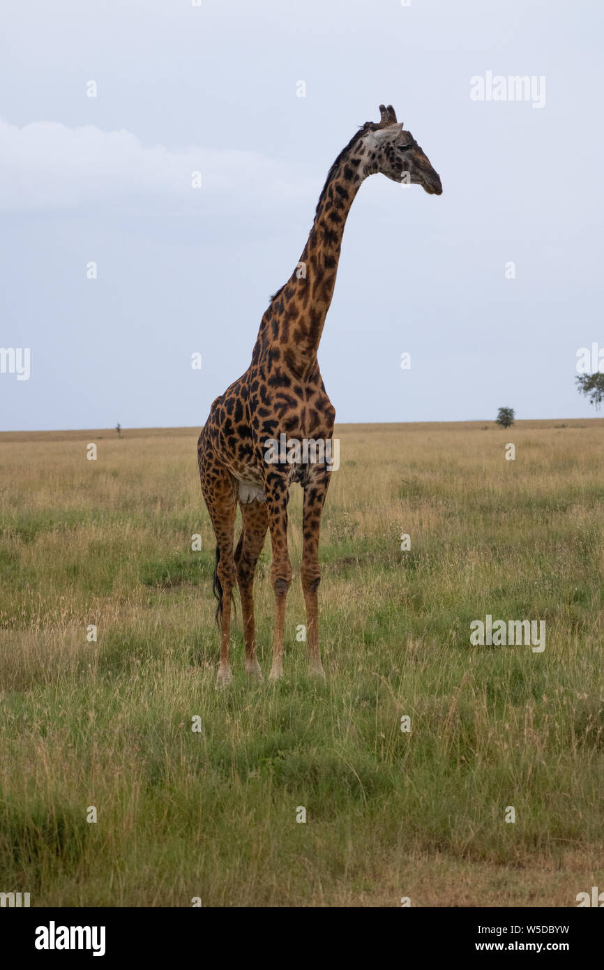 Les Masais Girafe (Giraffa camelopardalis) également connu sous le nom de la Girafe Girafe masaï ou Kilimandjaro, est la plus grande sous-espèce de girafe et le plus haut l Banque D'Images