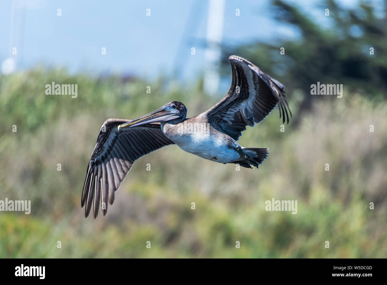 Californie Pélican brun les ailes battantes tout en décollant en vol à gauche de l'estuaire. Banque D'Images