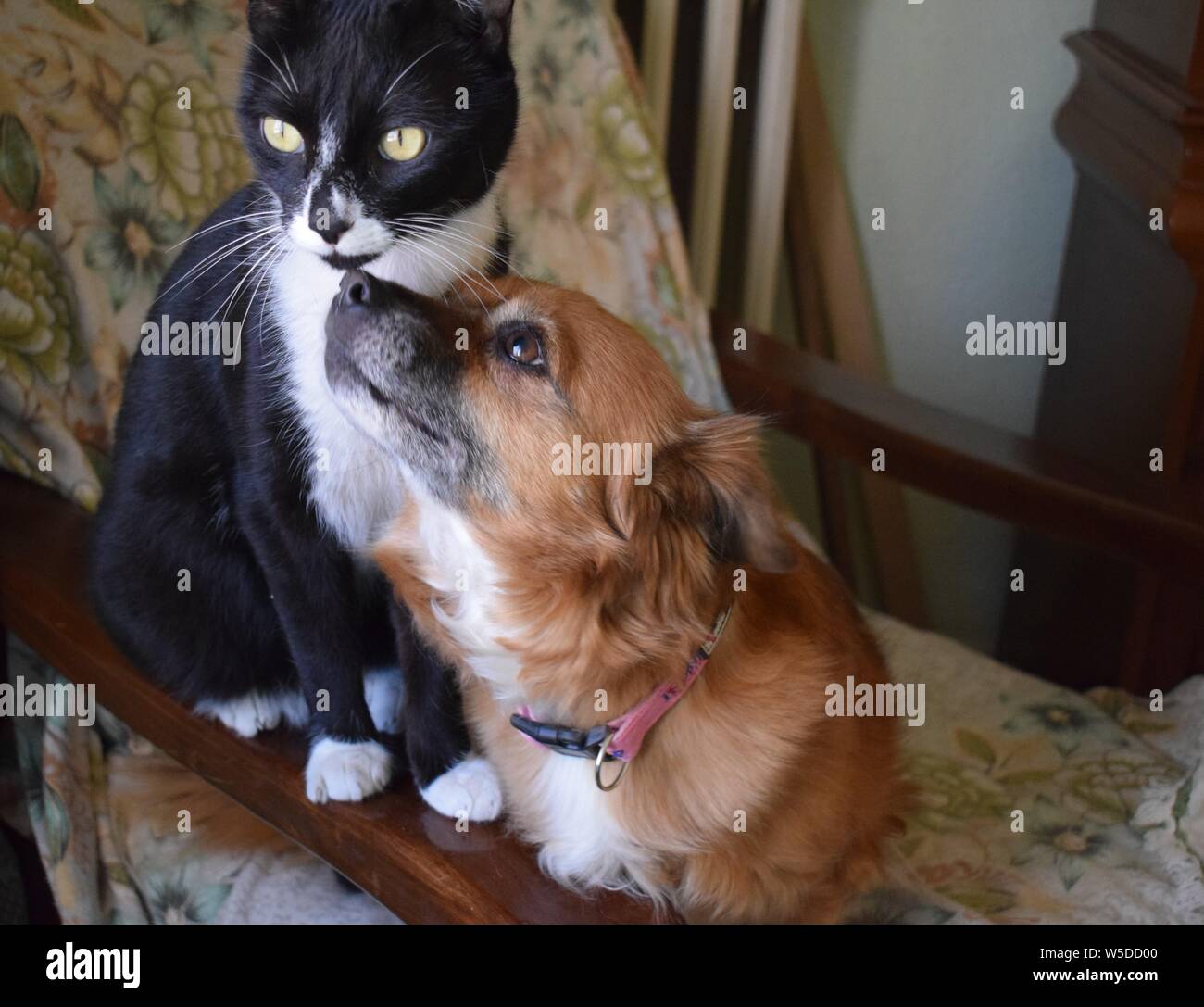 Gato y perro amigos chat et chien les amis Banque D'Images