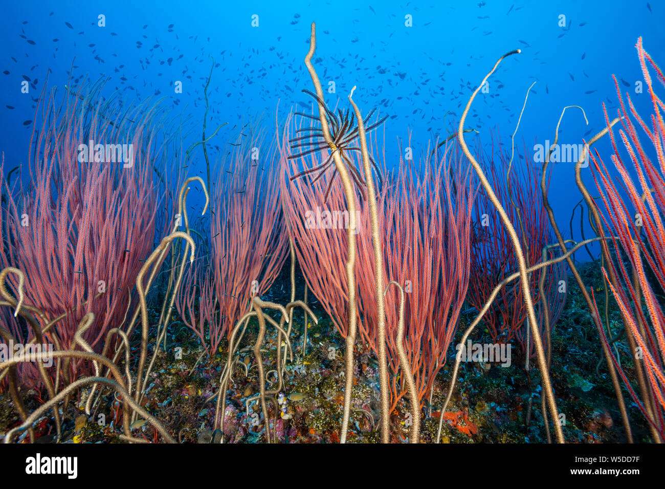 Les coraux des récifs coralliens en whip, Ellisella ceratophyta, Kimbe Bay, New Britain, Papouasie Nouvelle Guinée Banque D'Images