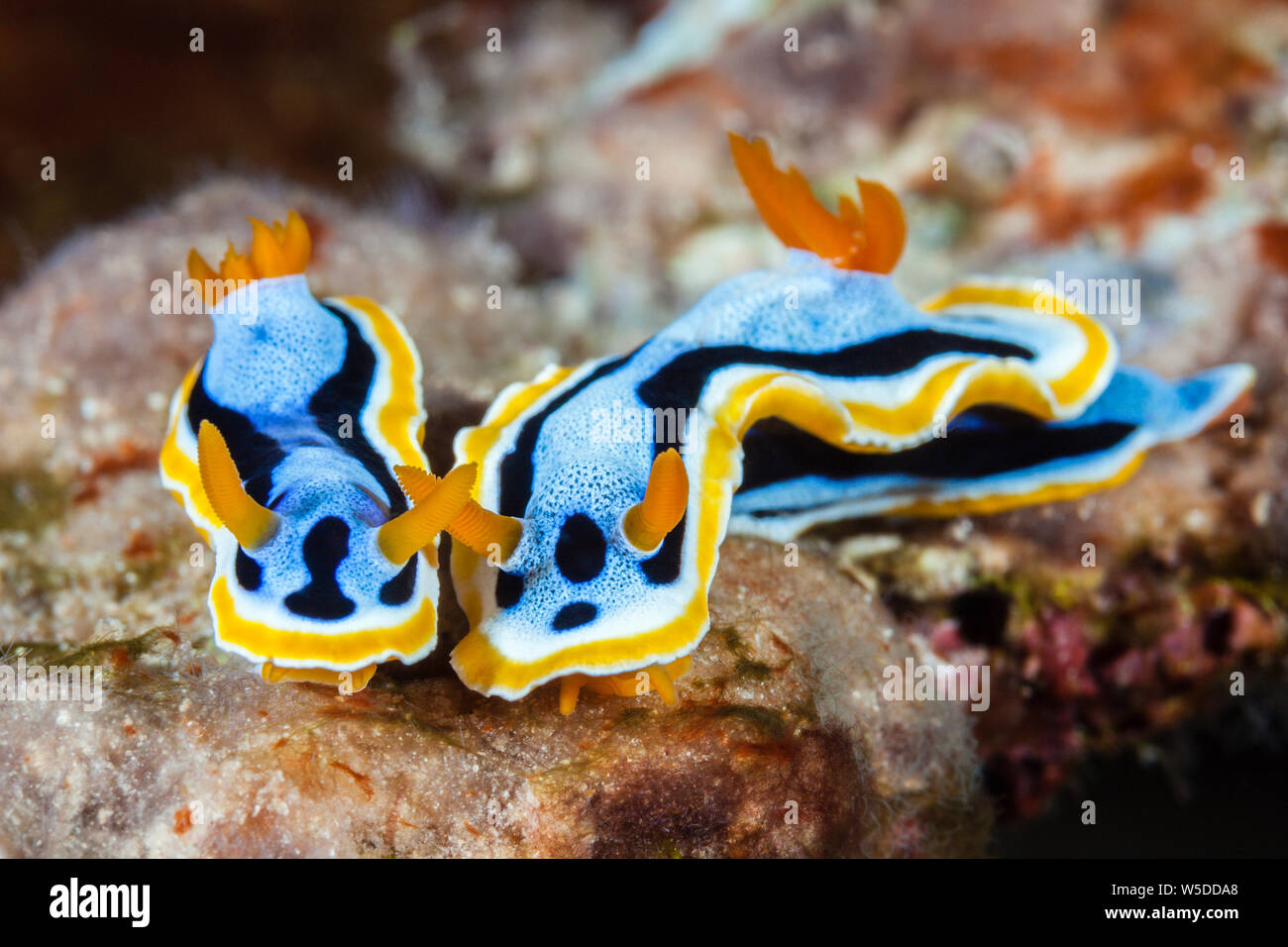 Nudibranche, Dorid Chromodoris annae, Kimbe Bay, New Britain, Papouasie Nouvelle Guinée Banque D'Images