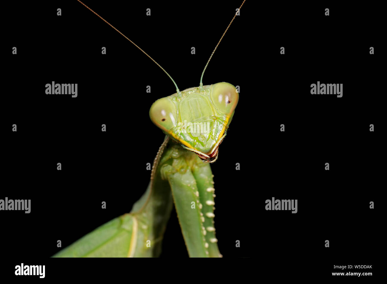 Portrait d'un green commun (mantis Sphodromantis gastrica) sur noir, Afrique du Sud Banque D'Images