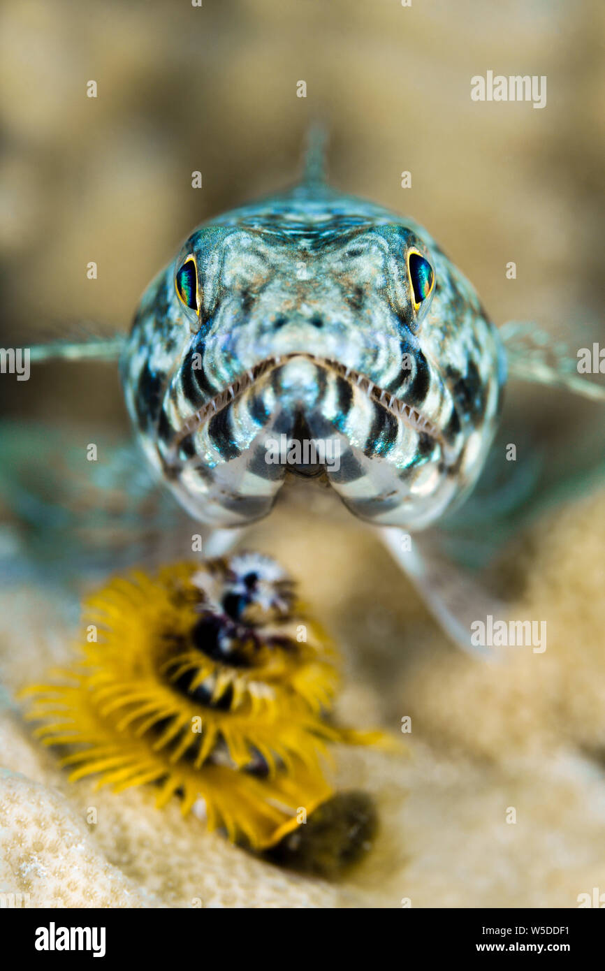 Twospot, Lizardfish Synodus binotatus, Kimbe Bay, New Britain, Papouasie Nouvelle Guinée Banque D'Images