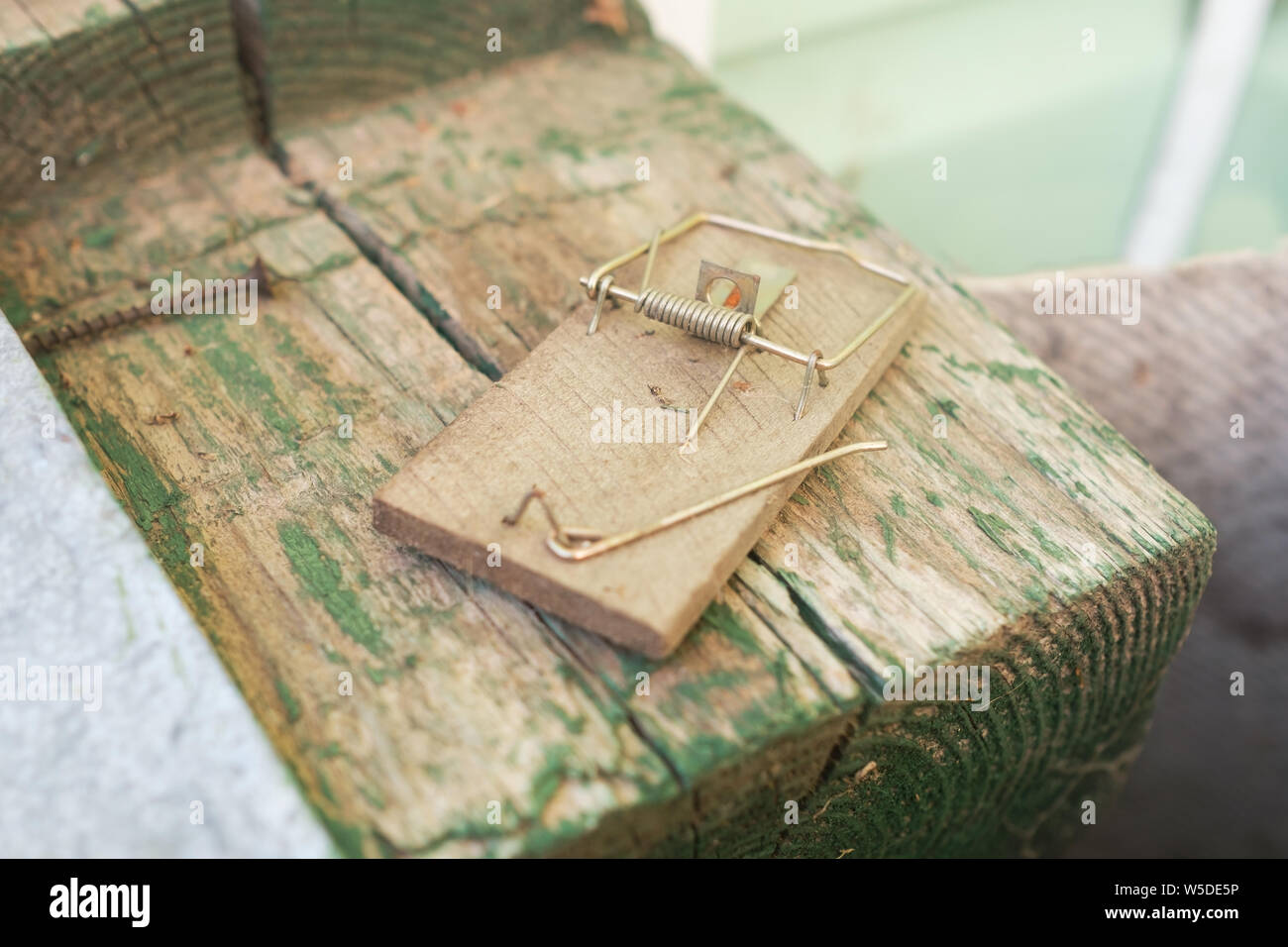 En bois cassée vide accueil mousetrap vue en gros plan. Banque D'Images