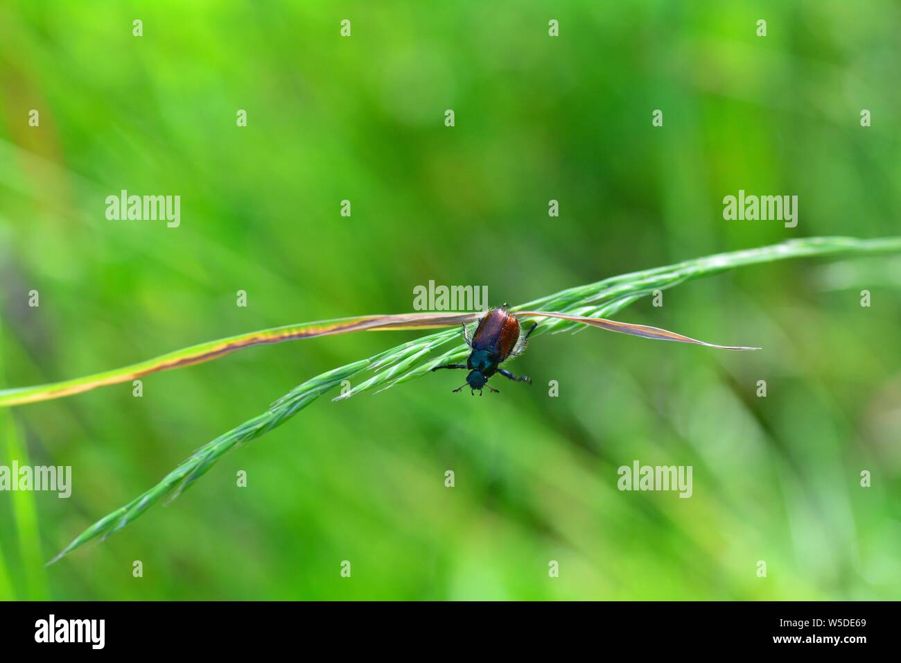 Un feuillage jardin asiatique ( Phyllopertha horticola ) sur l'usine en face de green nature with copy space Banque D'Images