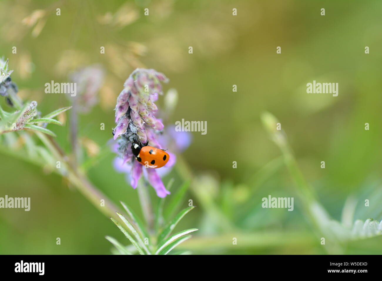 Une Coccinelle rouge ( Coccinellidae ) sur plante avec les pucerons et copy space Banque D'Images