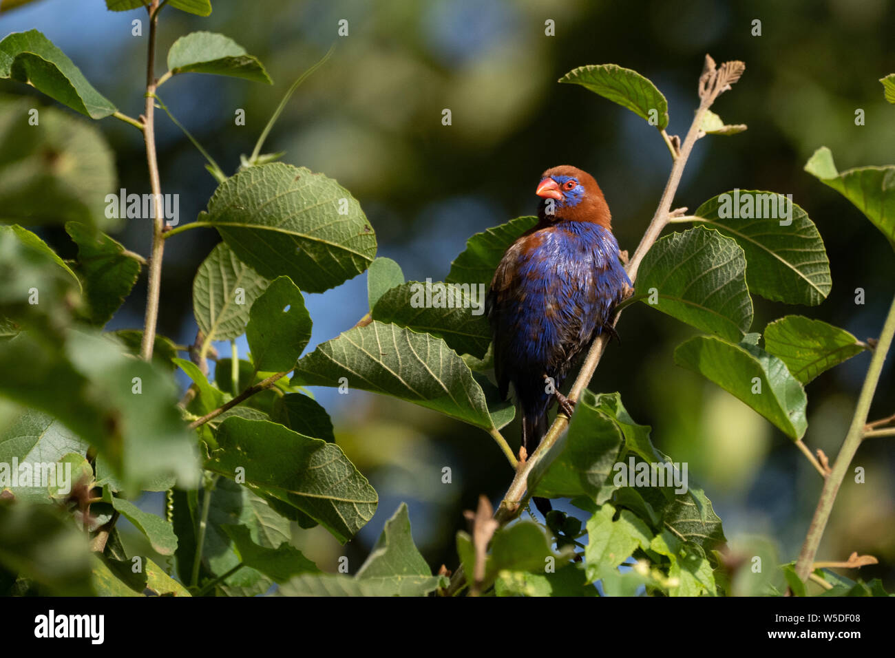 Grenadier (Uraeginthus ianthinogaster violet) perché sur une branche dans un buisson. Photographiée au Parc National de Serengeti, Tanzanie Banque D'Images