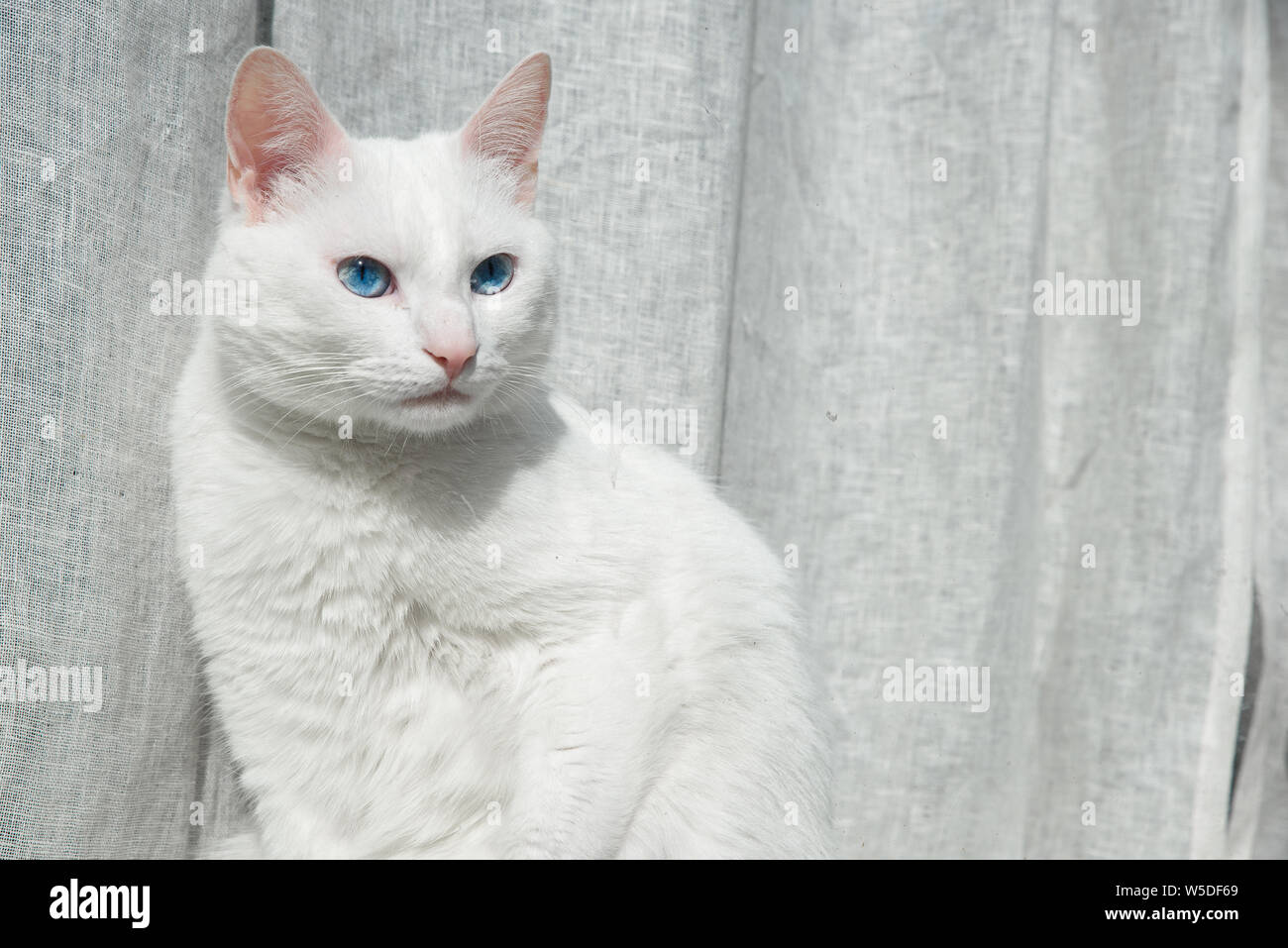 Un chat blanc aux yeux bleus en face de rideau gris Banque D'Images