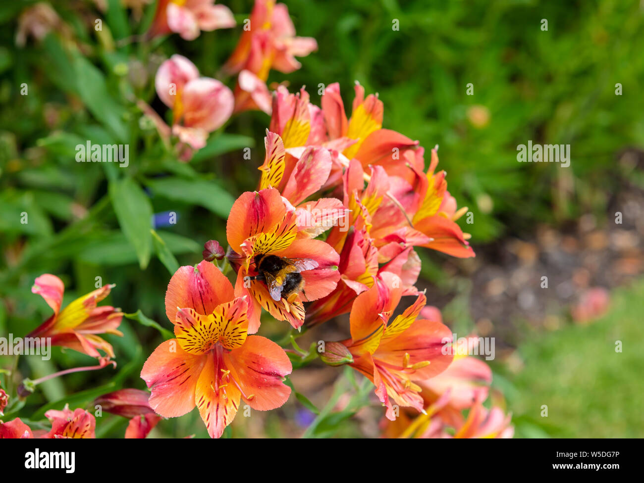 Fleurs orange vif de l'Alstroemeria, communément appelé le lis péruviens ou lis des Incas. Banque D'Images