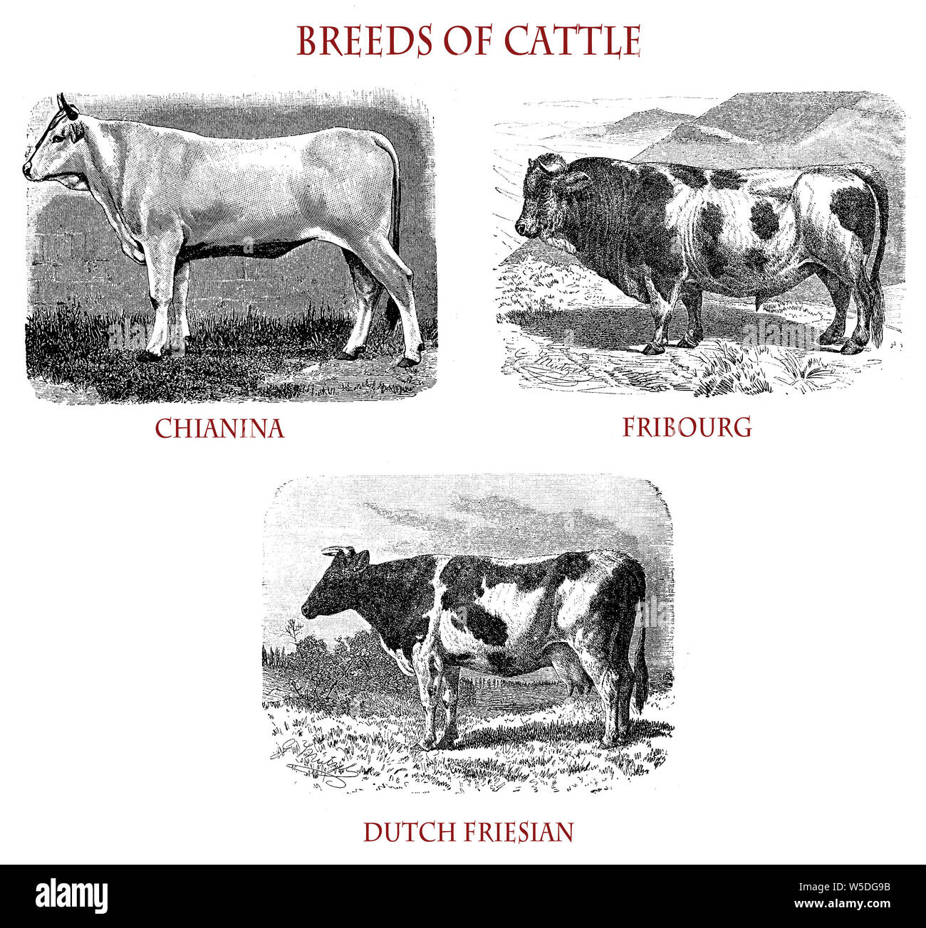 Races de bovins:chianina italiens, Fribourg et Frison Néerlandais Banque D'Images