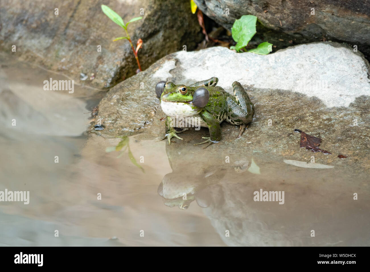 Une grande grenouille verte avec les joues gonflées se repose sur la pierre près de l'eau Banque D'Images